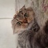 Payi