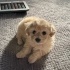 Rosie