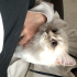 Bulut