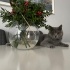 Lilim