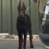 Doberman erkek ( ism...
