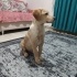 Ares