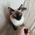 Venüs