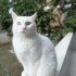 BEYAZ