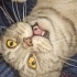 Romeo