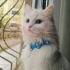 Lady