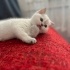 Lila