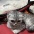 tatlı balımız