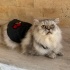 Duman