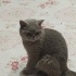 Duman