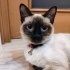 Dody