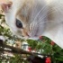 Kutup
