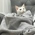Pamuk