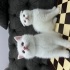 Bebiş