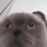 Thomas