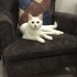 Pamuk