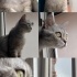 Misha