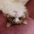 Mihri