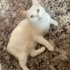 bella