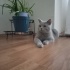 Duman