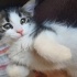 PAMUK