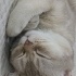 İdris