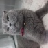 Duman