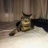 Kedi