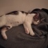 Pamuk