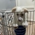 Karamel
