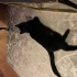 Zeytin