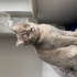 Leila