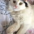 Pamuk