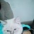 Bulut