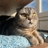 Riva