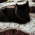 Pamuk
