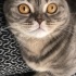 Mişa