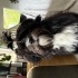 Laika