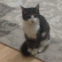 Umut