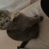 Ceku