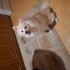 Cooper