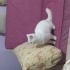 Pamuk