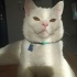 Luka
