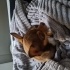 Bady