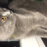 Mia