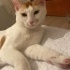 Kedi