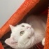 Misha