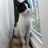 cino