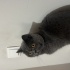 Oscar