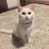 pamuk